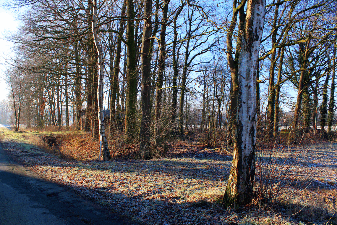 Winterwaldrand in Norddeutschland